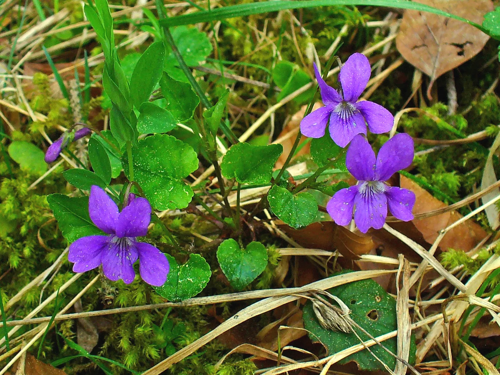 Johnny Jump Up (Viola Tricolor) — long-lasting blooms to borders and containers from spring to frost; that Viola tricolor is known to attract, image 132