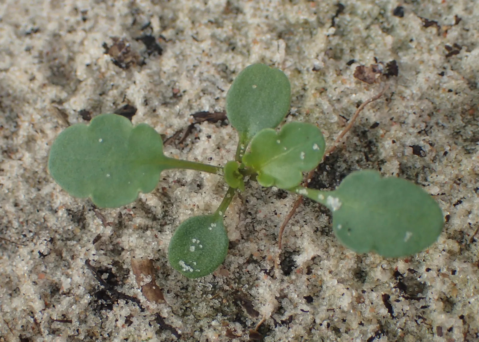 Johnny Jump Up (Viola Tricolor) — adding an extra layer of life and movement to the outdoor space; the Johnny Jump Up (Viola tricolor) is an, image 122