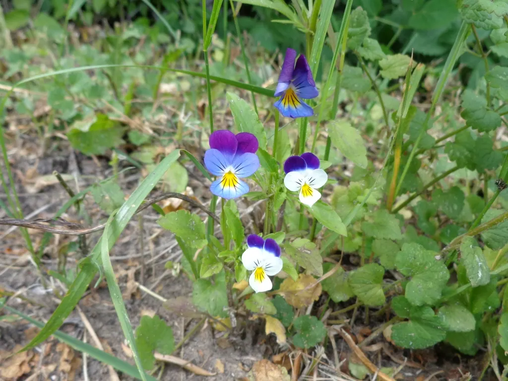 Johnny Jump Up (Viola Tricolor) — but they do enjoy a cooler environment.<br><br>For the client; johnny Jump Ups are resilient and can perform well, image 167