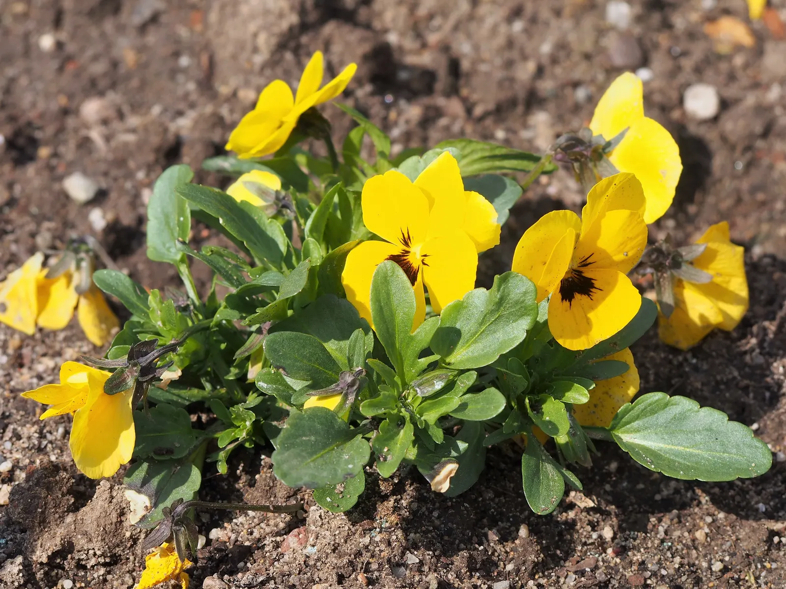 Johnny Jump Up (Viola Tricolor) — Viola tricolor blossoms profusely in the cooler months of spring and fall, image 113