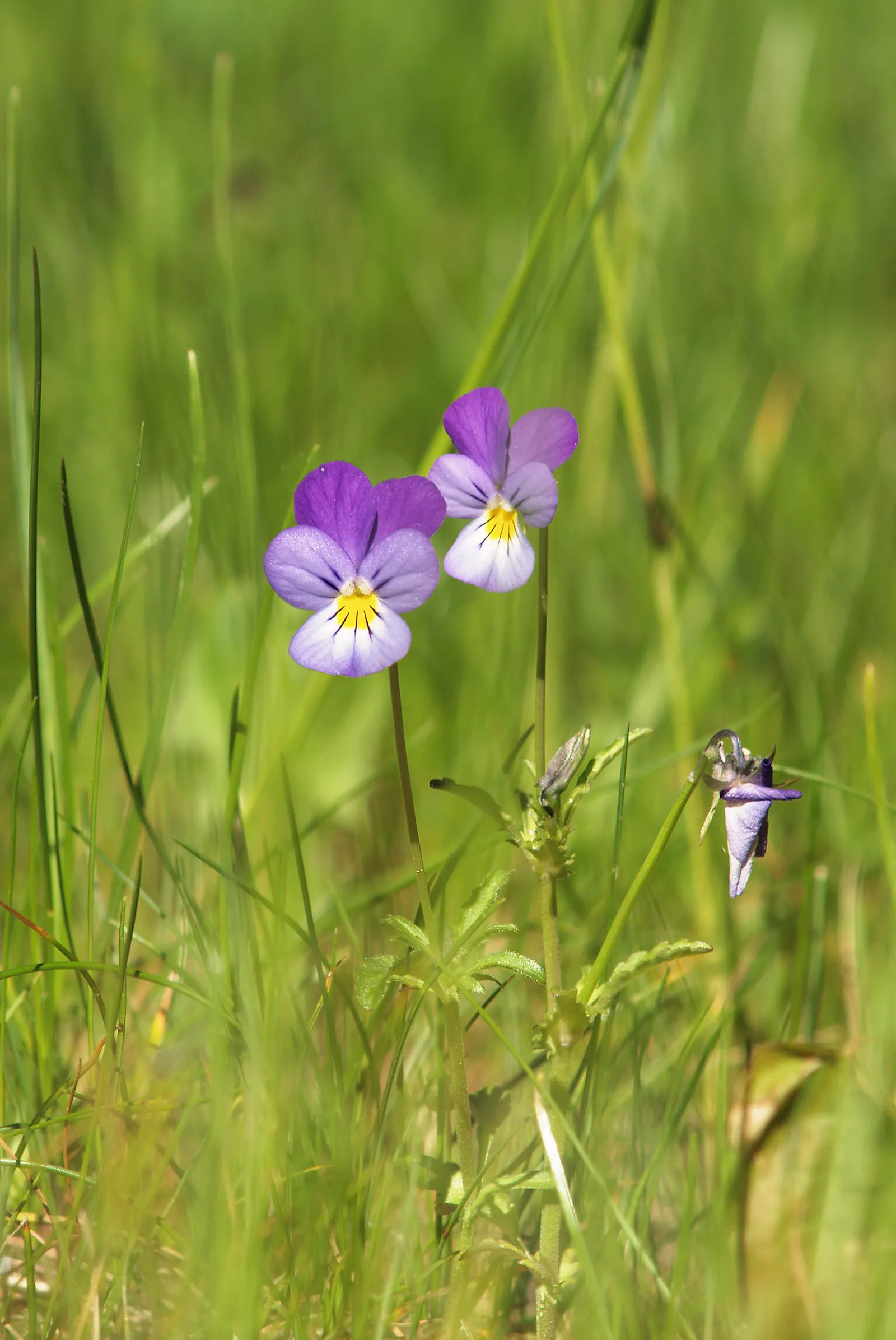 Johnny Jump Up (Viola Tricolor) — but they do enjoy a cooler environment.<br><br>For the client; johnny Jump Ups are resilient and can perform well, image 67