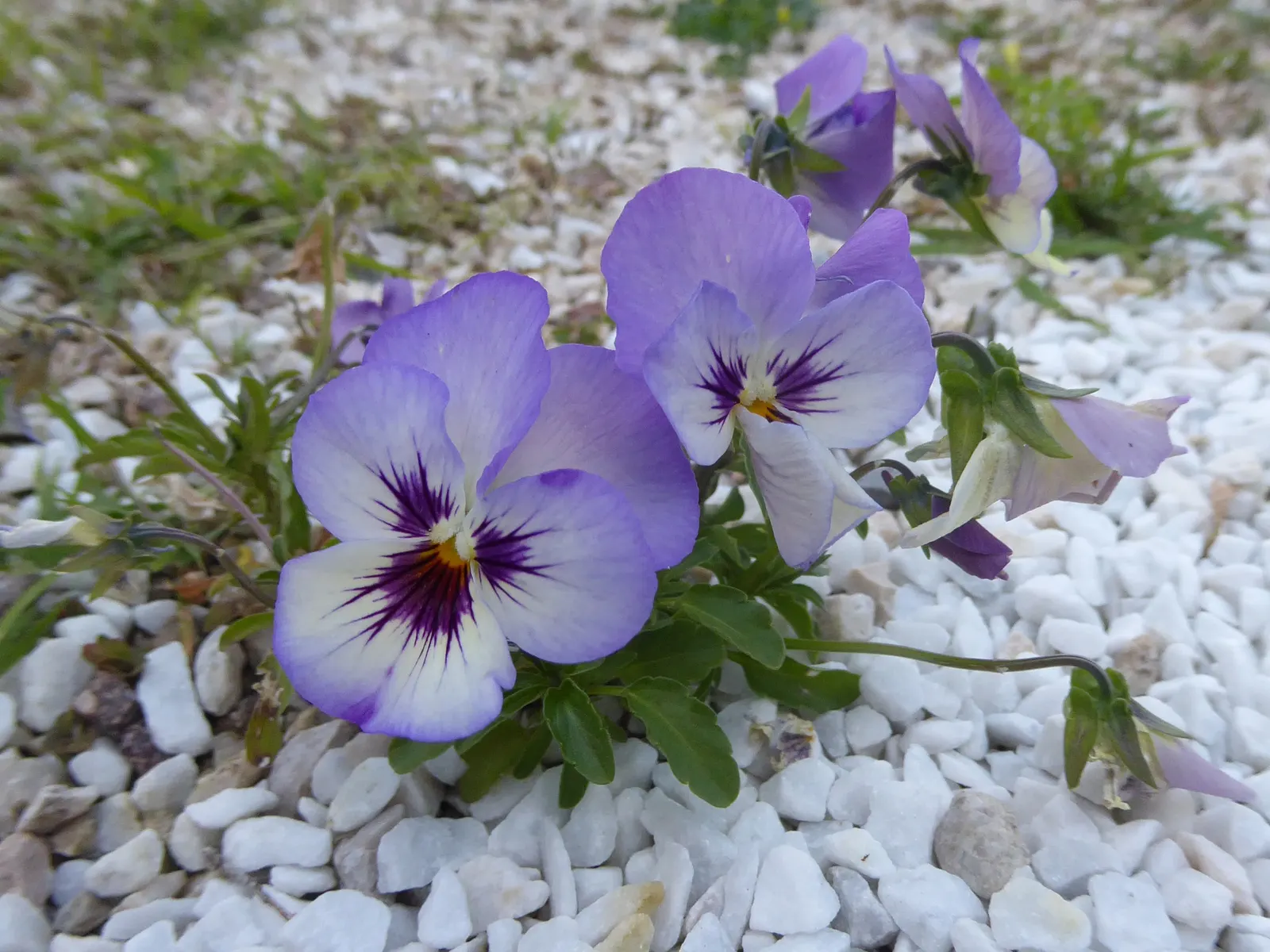 Johnny Jump Up (Viola Tricolor) — Typically, this diminutive flower reaches 4-6 inches in height and spreads 4-8 inches; the Johnny Jump Up's, image 153