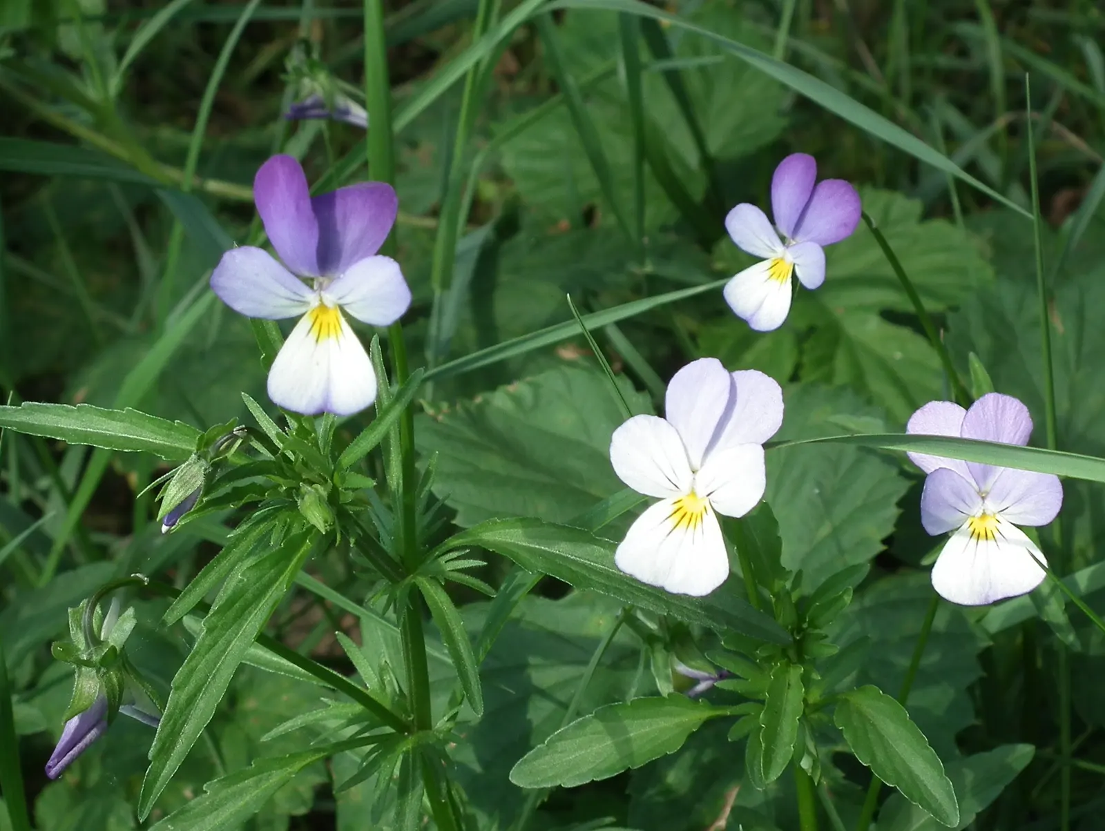 Johnny Jump Up (Viola Tricolor) — that Viola tricolor is known to attract butterflies and bees; colorful appearance and low maintenance, image 71
