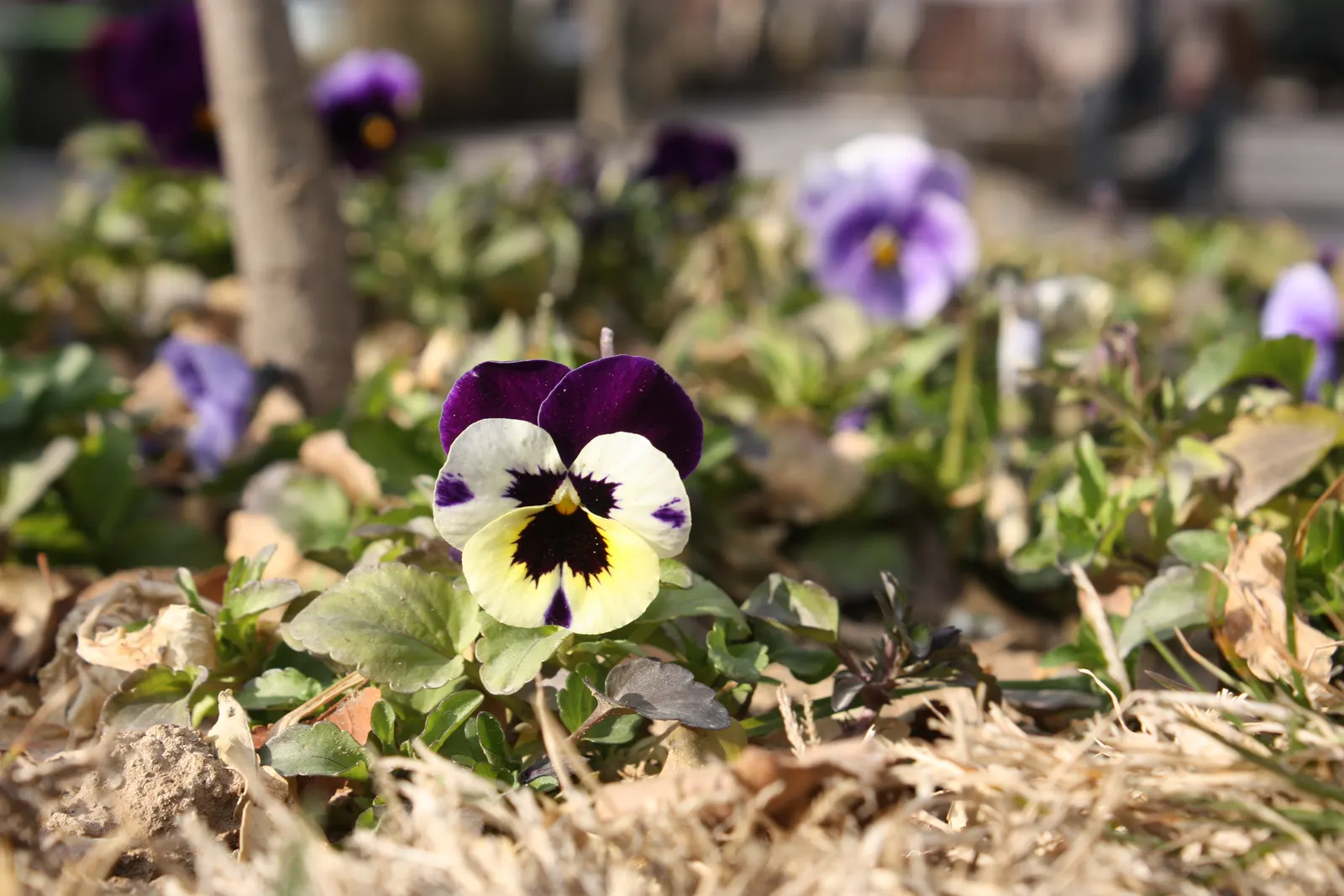 Johnny Jump Up (Viola Tricolor) — multi-colored and yellow flowers in the garden; is a delightful and hardy perennial, image 73