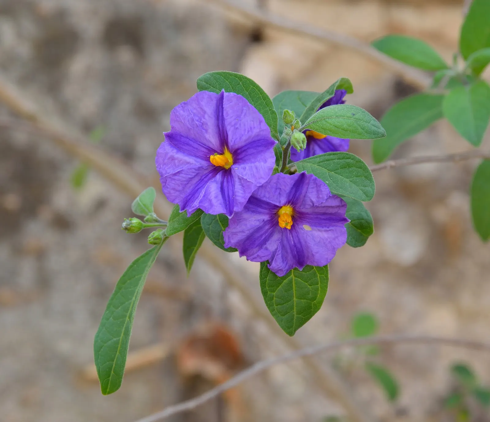 Johnny Jump Up (Viola Tricolor) — annual with multi-colored and yellow blooms; with a USDA hardiness zone range of 4 to 9, image 99