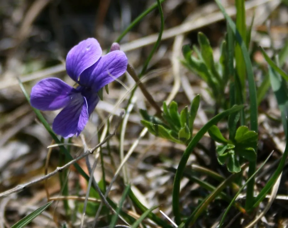 Johnny Jump Up (Viola Tricolor) — whimsical tapestry when interplanted with bulbs or other low-growing perennials