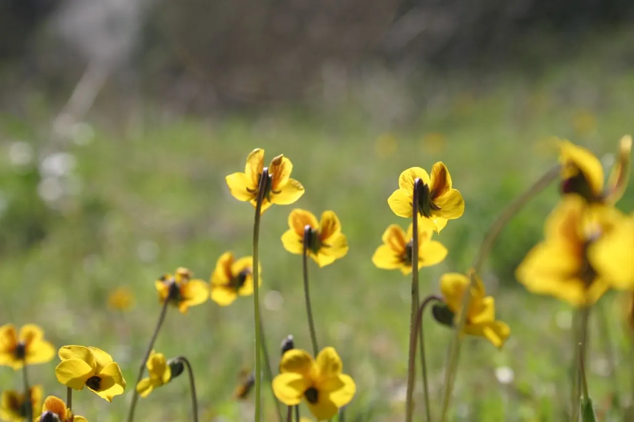 Johnny Jump Up (Viola Tricolor) — Johnny Jump Ups are resilient and can perform well in a variety of climates; tricolor blooms that typically consist of purple