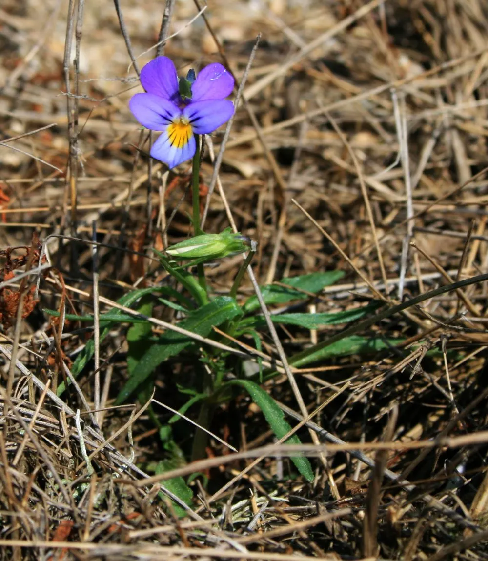Johnny Jump Up (Viola Tricolor) — It boasts tri-colored, velvety petals in purple, yellow, and white; or for creating a natural, image 152