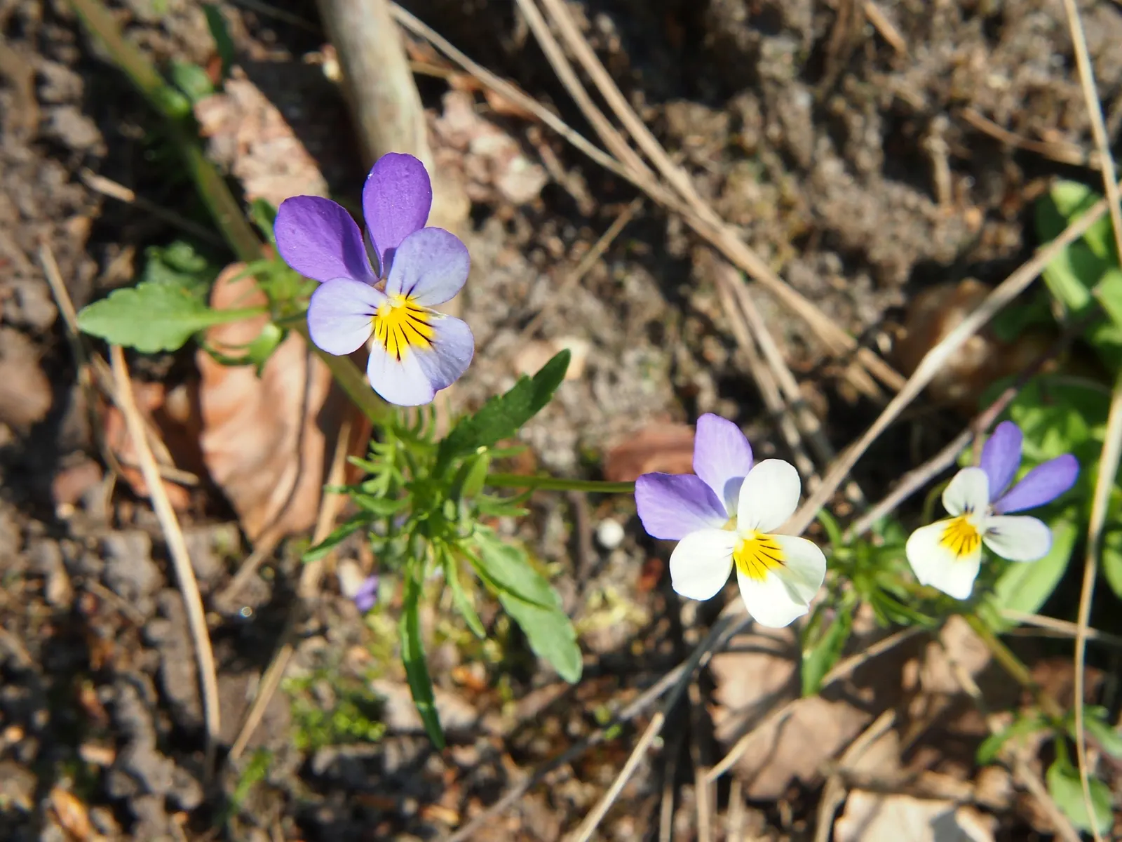 Johnny Jump Up (Viola Tricolor) — whimsical tapestry when interplanted with bulbs or other low-growing perennials; it adds a splash of charming, image 62