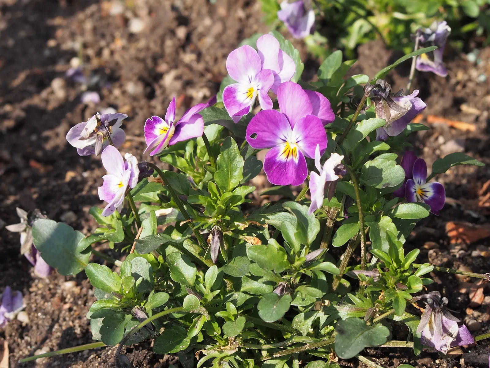 Johnny Jump Up (Viola Tricolor) — making it an excellent choice for edging; but they do enjoy a cooler environment.<br><br>For the client, image 85