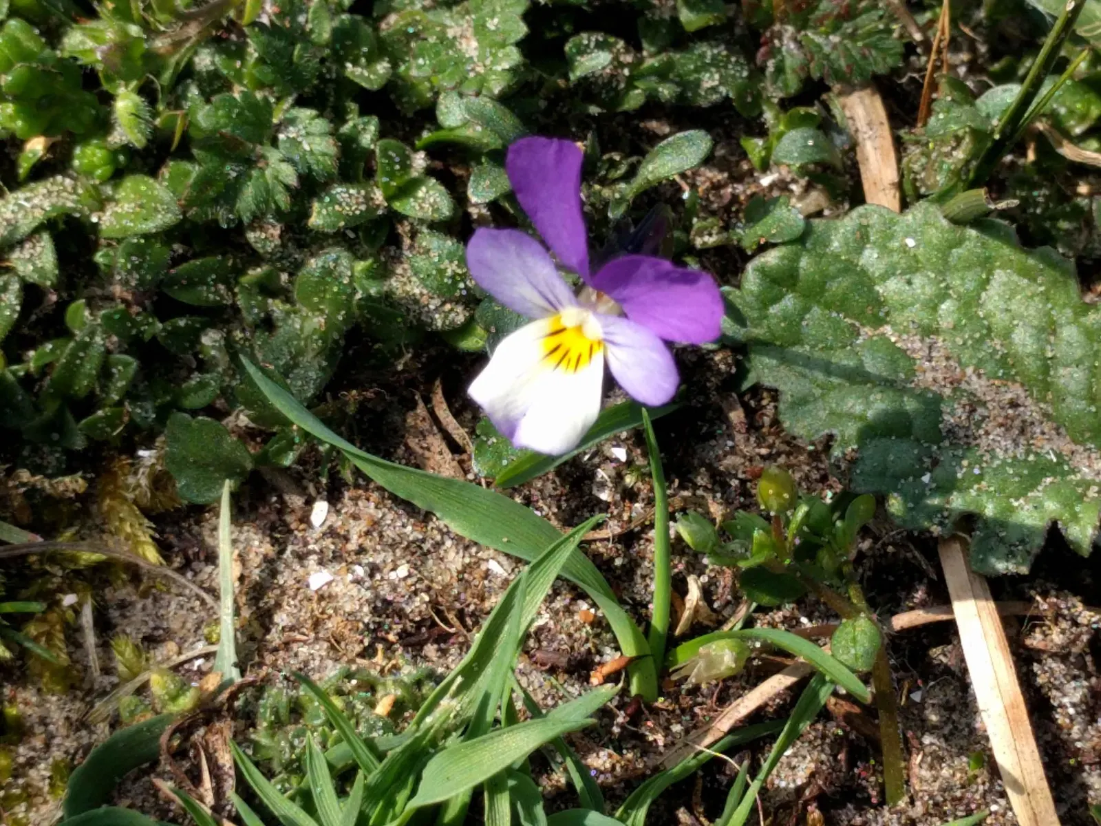 Johnny Jump Up (Viola Tricolor) — and if deadheaded regularly; for those with a penchant for inviting wildlife into their garden