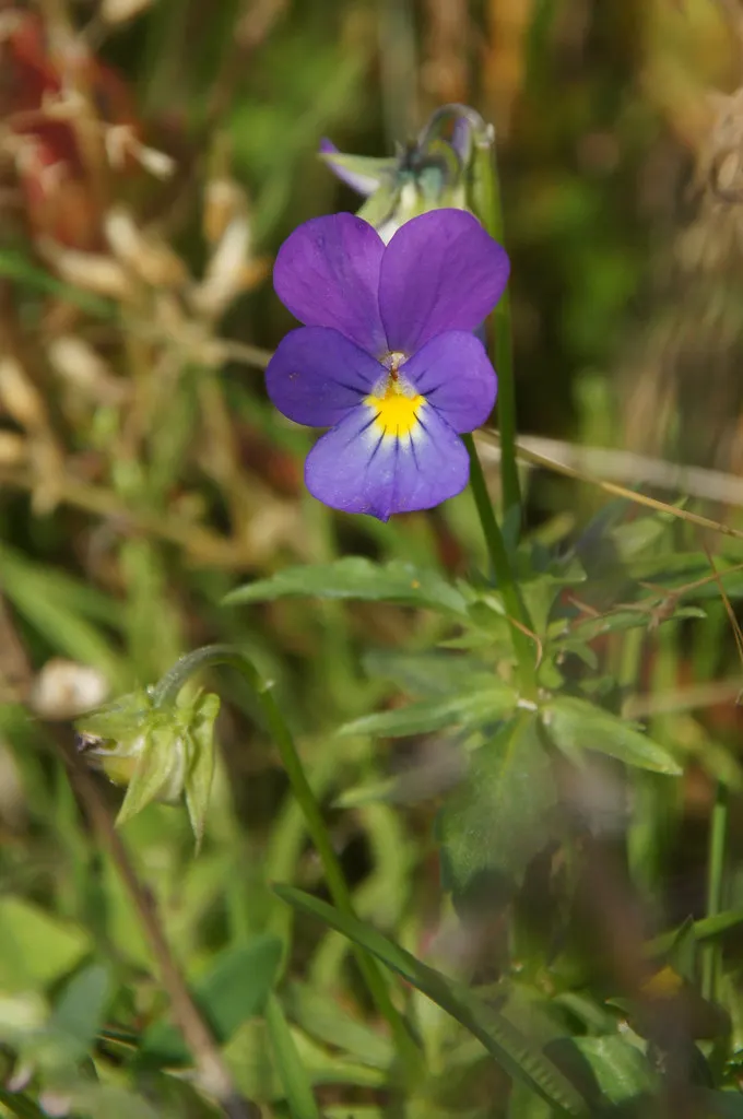 Johnny Jump Up (Viola Tricolor) — With a USDA hardiness zone range of 4 to 9; it boasts tri-colored, velvety petals in purple, yellow, and white, image 140