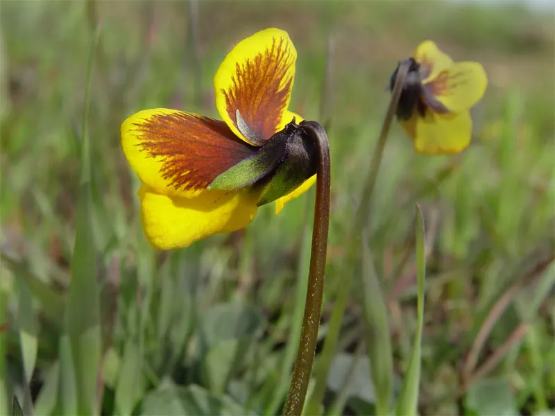 Johnny Jump Up (Viola Tricolor) — making it an excellent choice for edging; but they do enjoy a cooler environment.<br><br>For the client, image 60