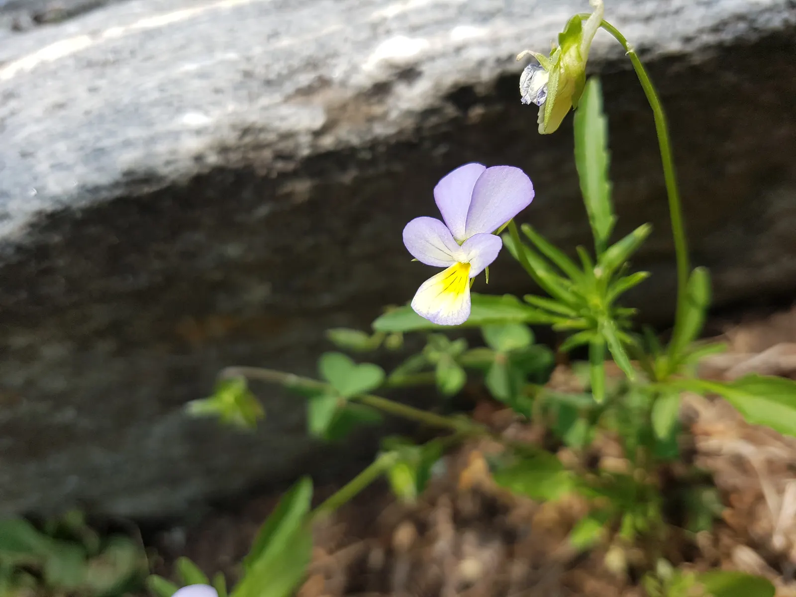 Johnny Jump Up (Viola Tricolor) — tricolor blooms that typically consist of purple; making it an excellent choice for edging, image 109
