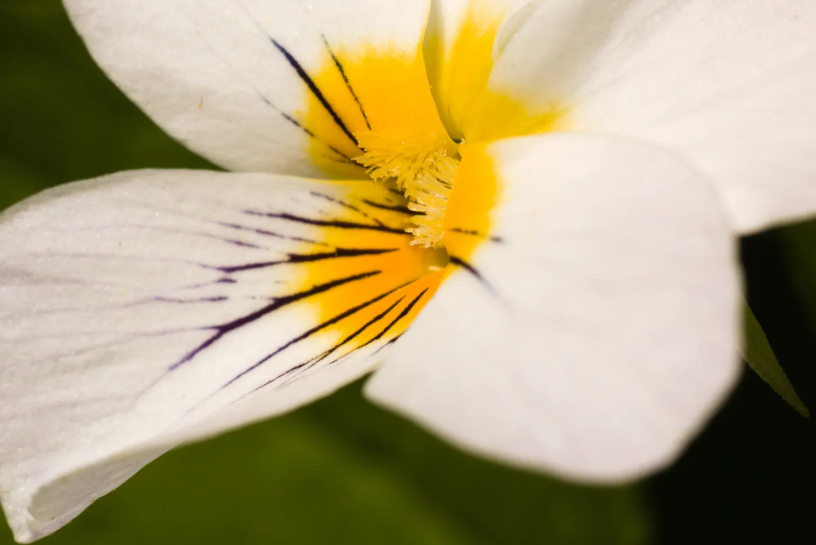 Johnny Jump Up (Viola Tricolor) — and if deadheaded regularly; for those with a penchant for inviting wildlife into their garden, image 139