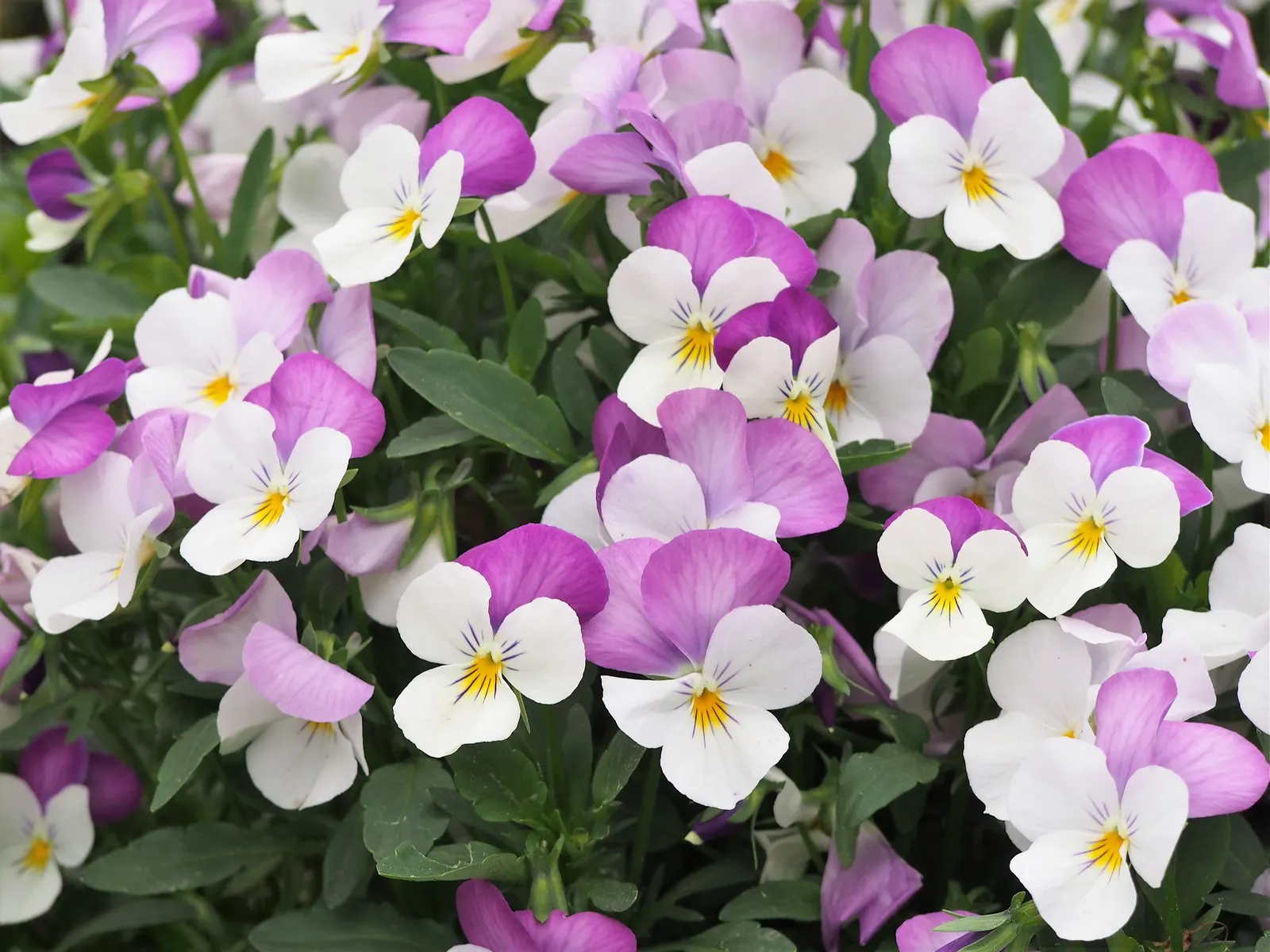 Johnny Jump Up (Viola Tricolor) — adding an extra layer of life and movement to the outdoor space; the Johnny Jump Up (Viola tricolor) is an endearing