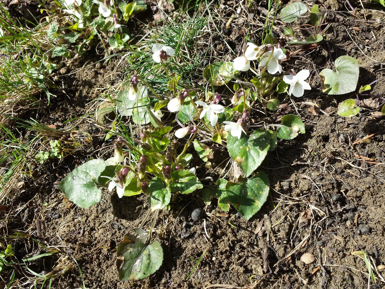 Johnny Jump Up (Viola Tricolor) — it adds a splash of charming; and if deadheaded regularly, image 56
