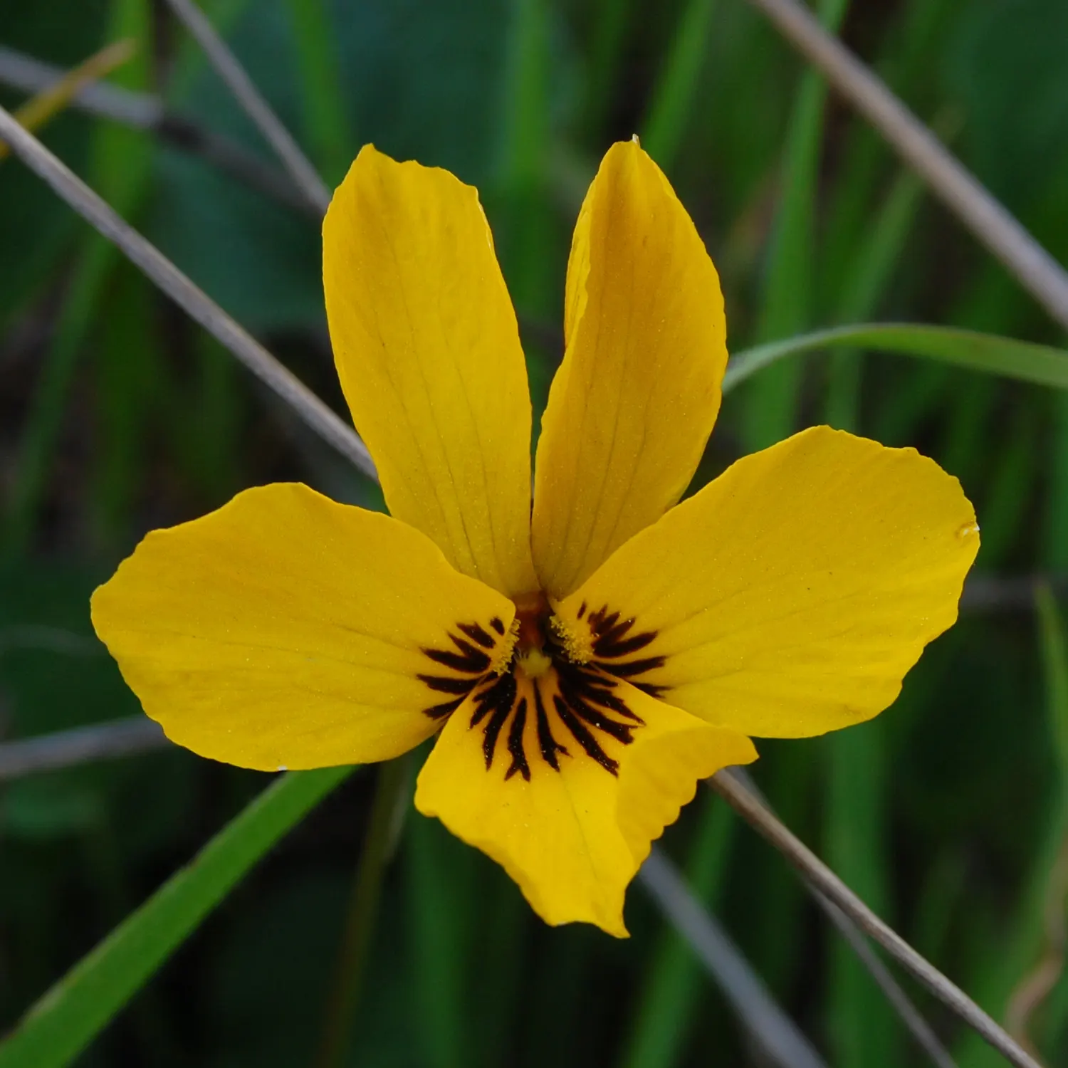 Johnny Jump Up (Viola Tricolor) — and if deadheaded regularly; for those with a penchant for inviting wildlife into their garden, image 164