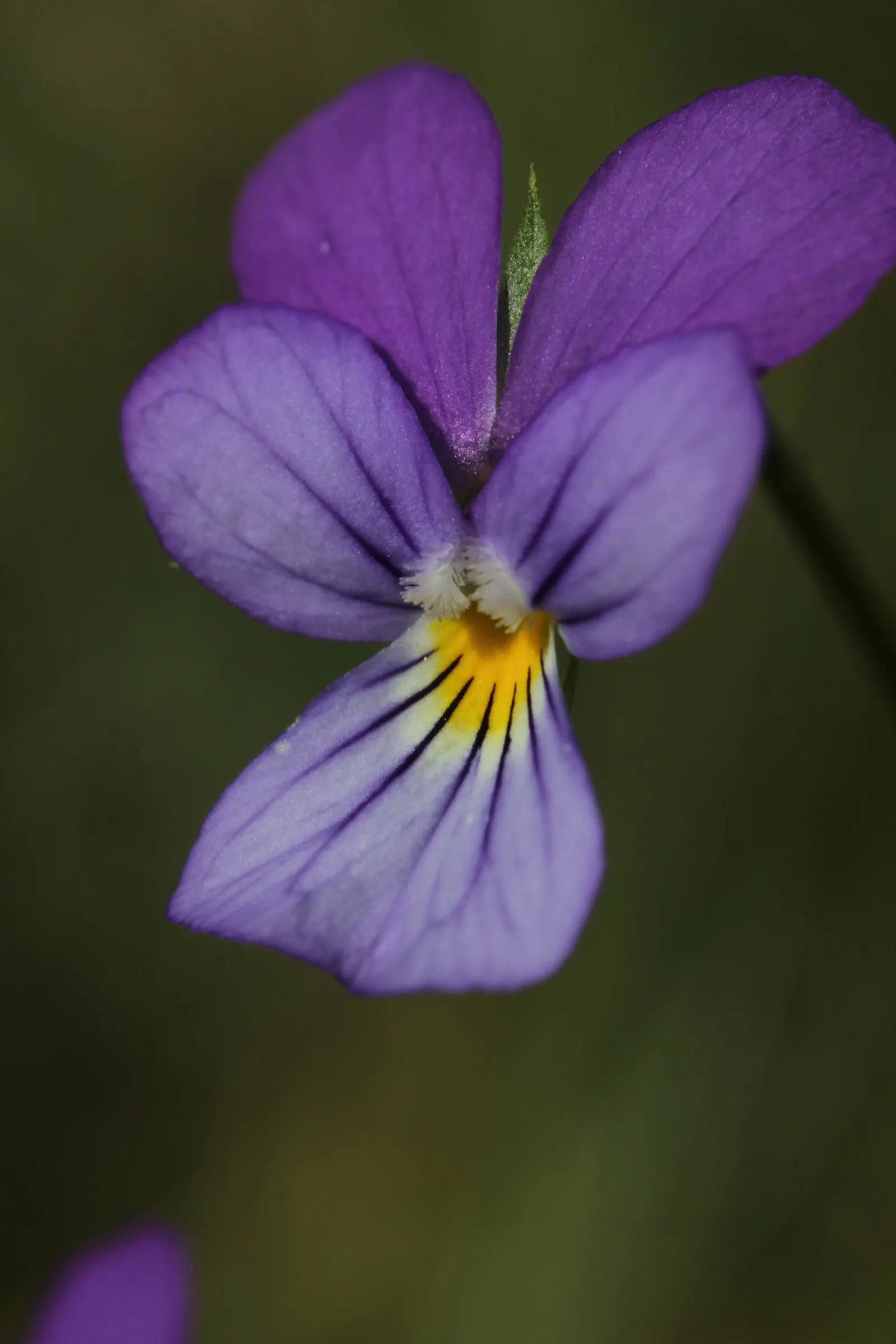 Johnny Jump Up (Viola Tricolor) — adding an extra layer of life and movement to the outdoor space