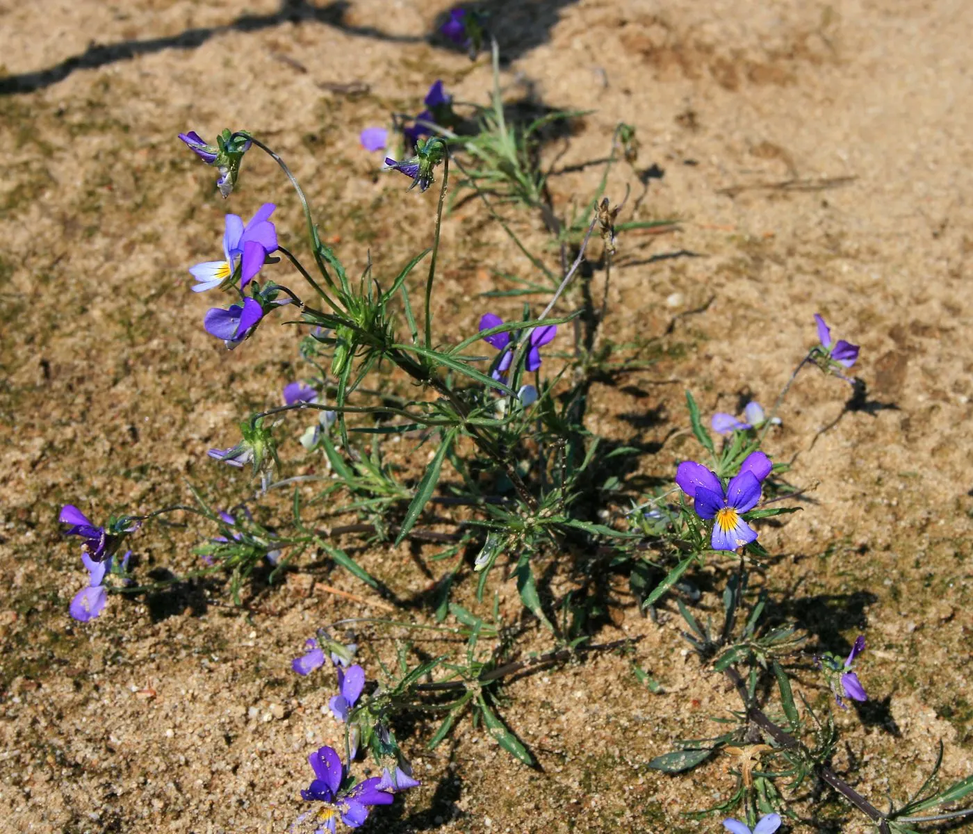 Johnny Jump Up (Viola Tricolor) — Johnny Jump Ups are resilient and can perform well in a variety of climates; tricolor blooms that typically, image 91