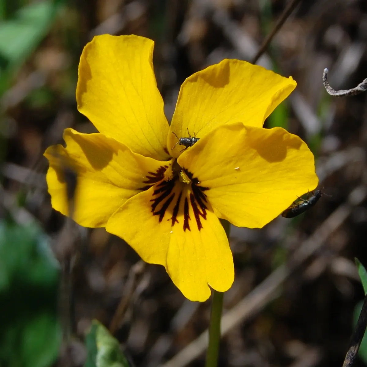 Johnny Jump Up (Viola Tricolor) — colorful appearance and low maintenance requirements make it an alluring addition to their garden; robust and, image 144