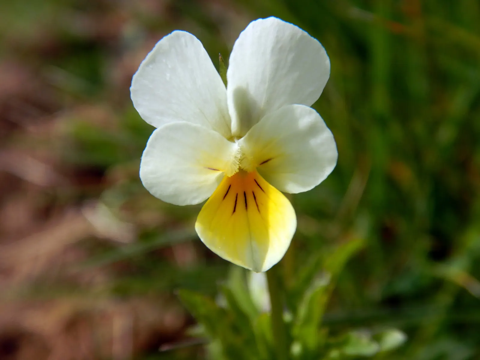Johnny Jump Up (Viola Tricolor) — multi-colored and yellow flowers in the garden; is a delightful and hardy perennial, image 123