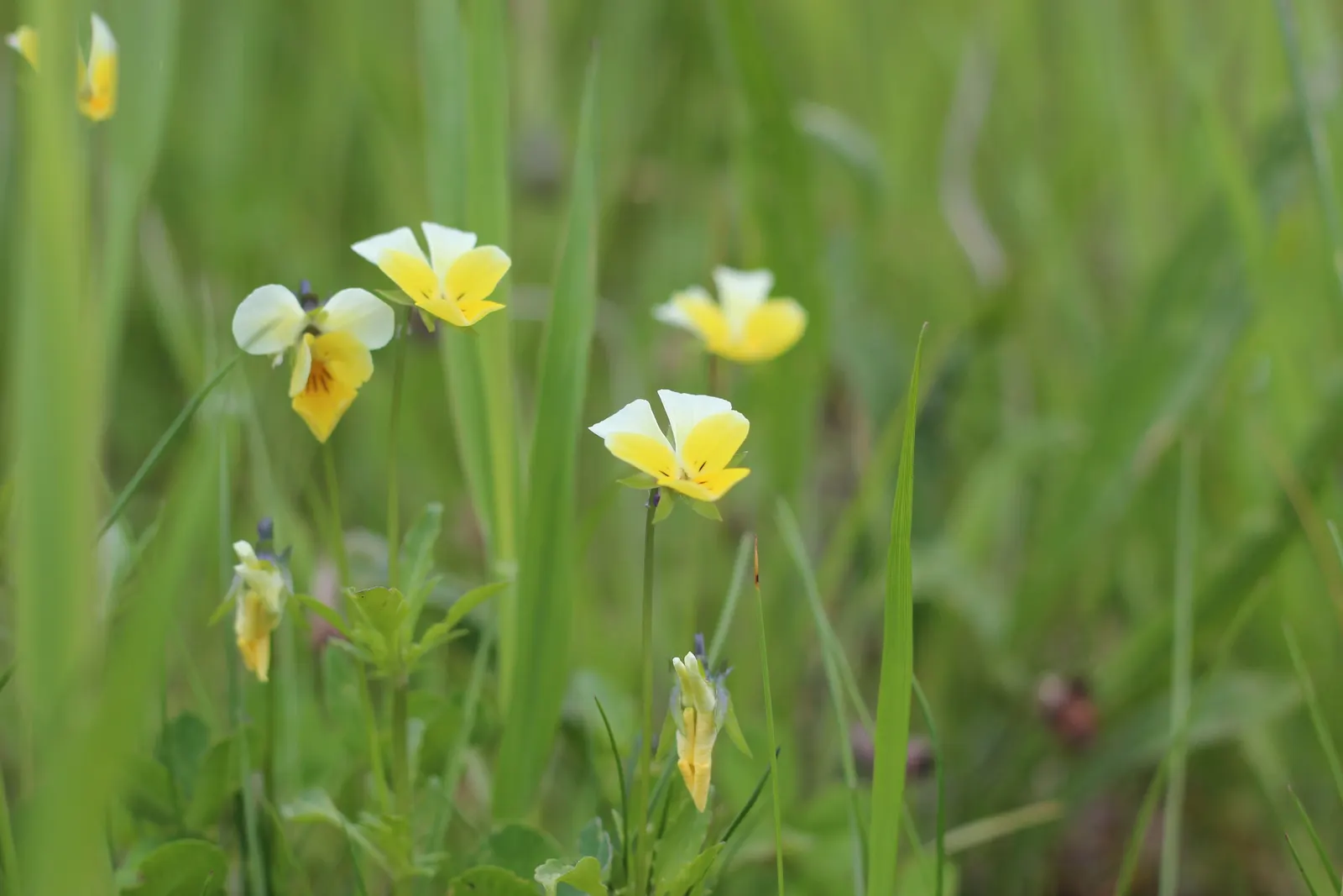 Johnny Jump Up (Viola Tricolor) — annual with multi-colored and yellow blooms; with a USDA hardiness zone range of 4 to 9, image 124