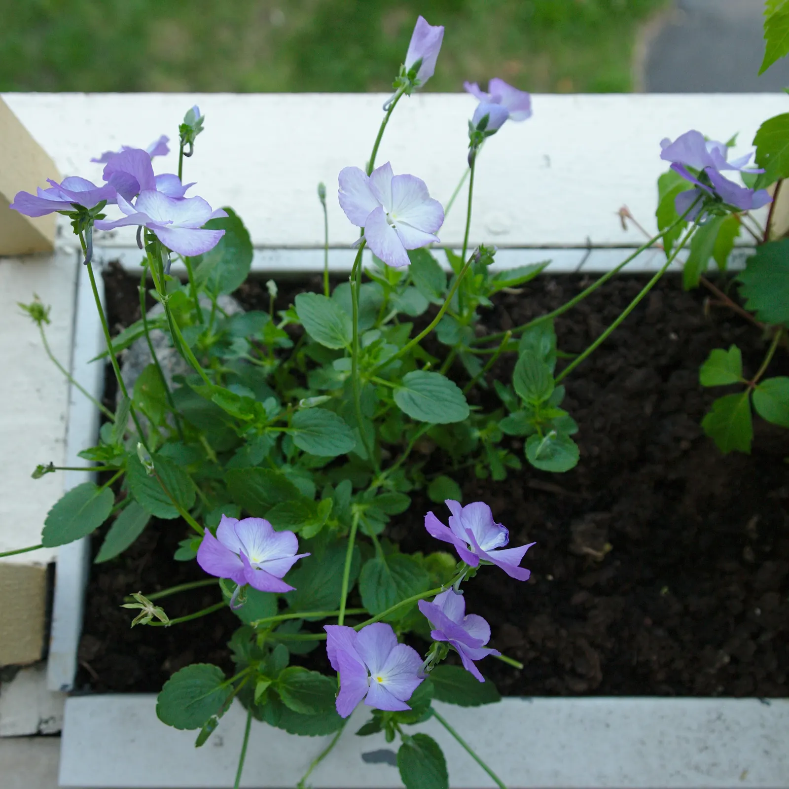 Johnny Jump Up (Viola Tricolor) — long-lasting blooms to borders and containers from spring to frost; that Viola tricolor is known to attract butterflies and