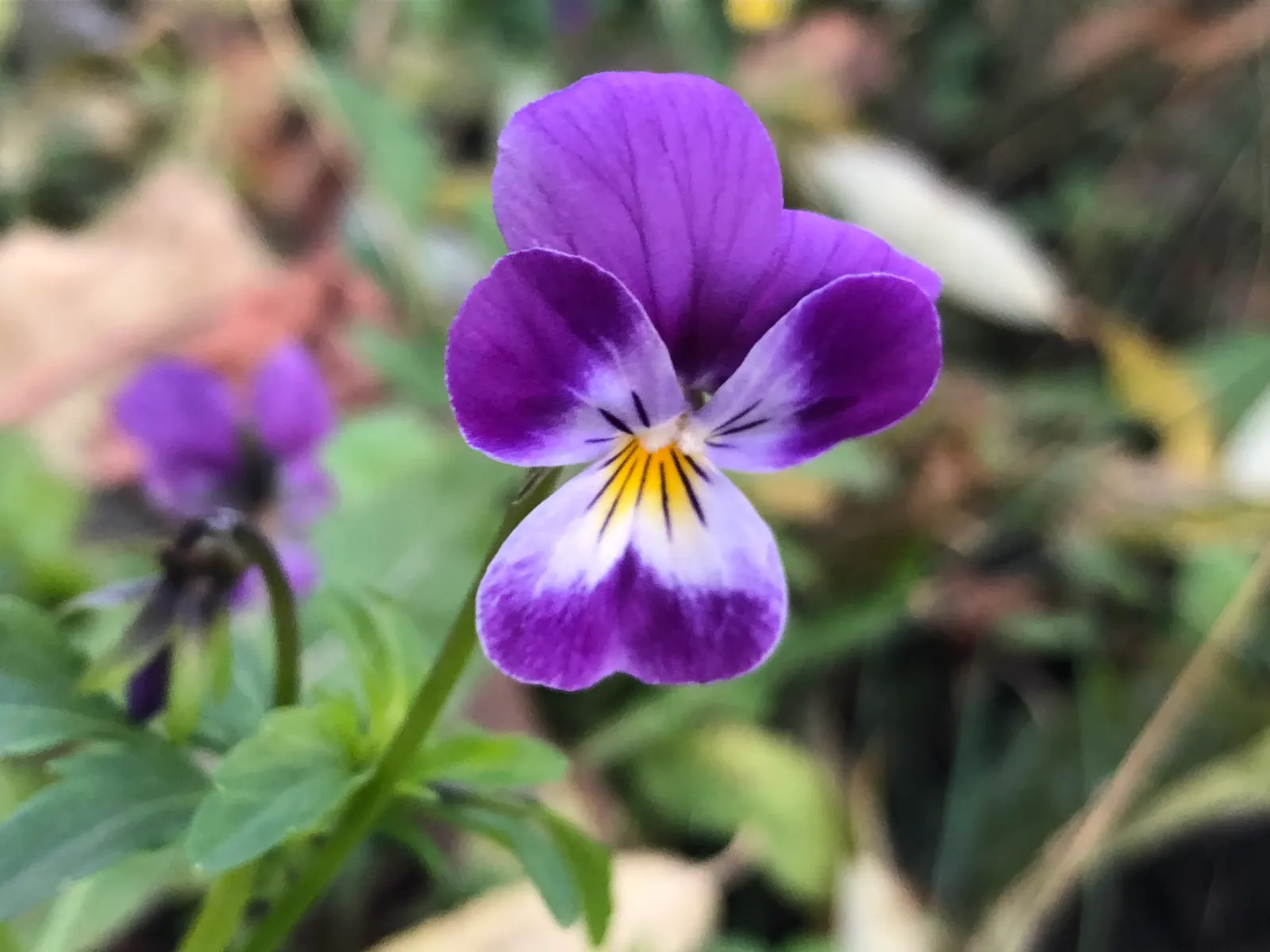 Johnny Jump Up (Viola Tricolor) — It flourishes in full to partial sun and well-drained soil; annual for shade
