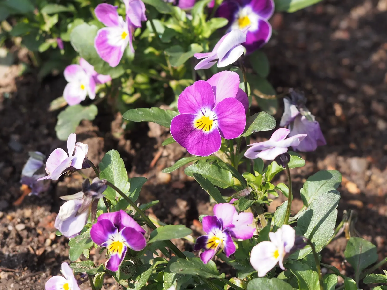 Johnny Jump Up (Viola Tricolor) — for those with a penchant for inviting wildlife into their garden; whimsical tapestry when interplanted with, image 145