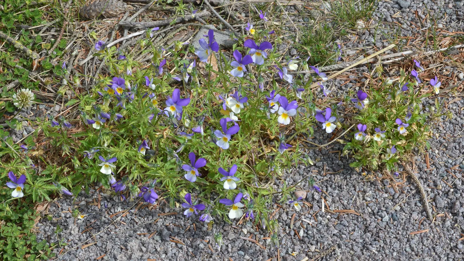 Johnny Jump Up (Viola Tricolor) — Viola tricolor blossoms profusely in the cooler months of spring and fall, image 88