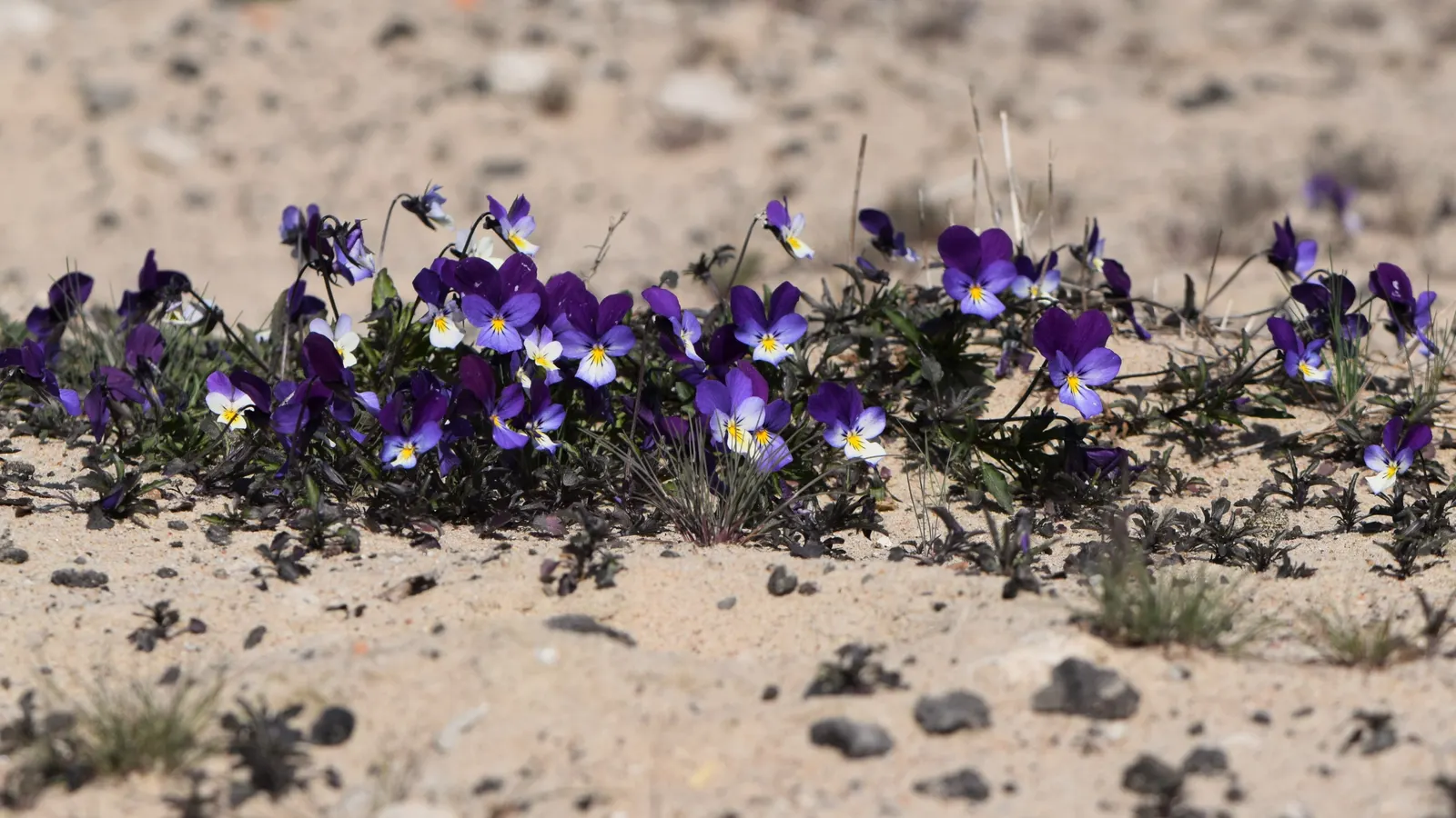 Johnny Jump Up (Viola Tricolor) — long-lasting blooms to borders and containers from spring to frost