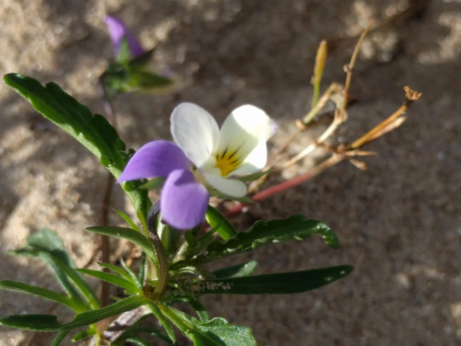 Johnny Jump Up (Viola Tricolor) — It boasts tri-colored, velvety petals in purple, yellow, and white; or for creating a natural, image 52