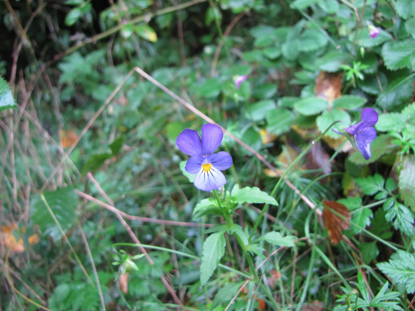 Johnny Jump Up (Viola Tricolor) — it adds a splash of charming; and if deadheaded regularly, image 131