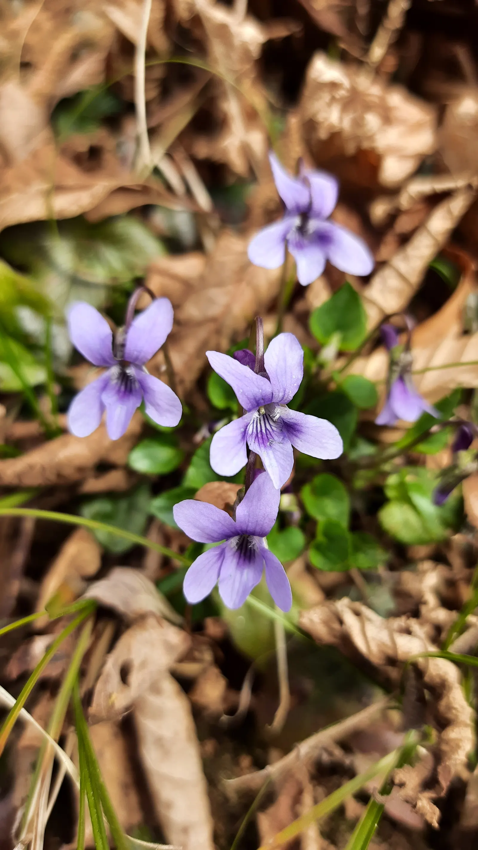 Johnny Jump Up (Viola Tricolor) — tricolor blooms that typically consist of purple; making it an excellent choice for edging, image 59