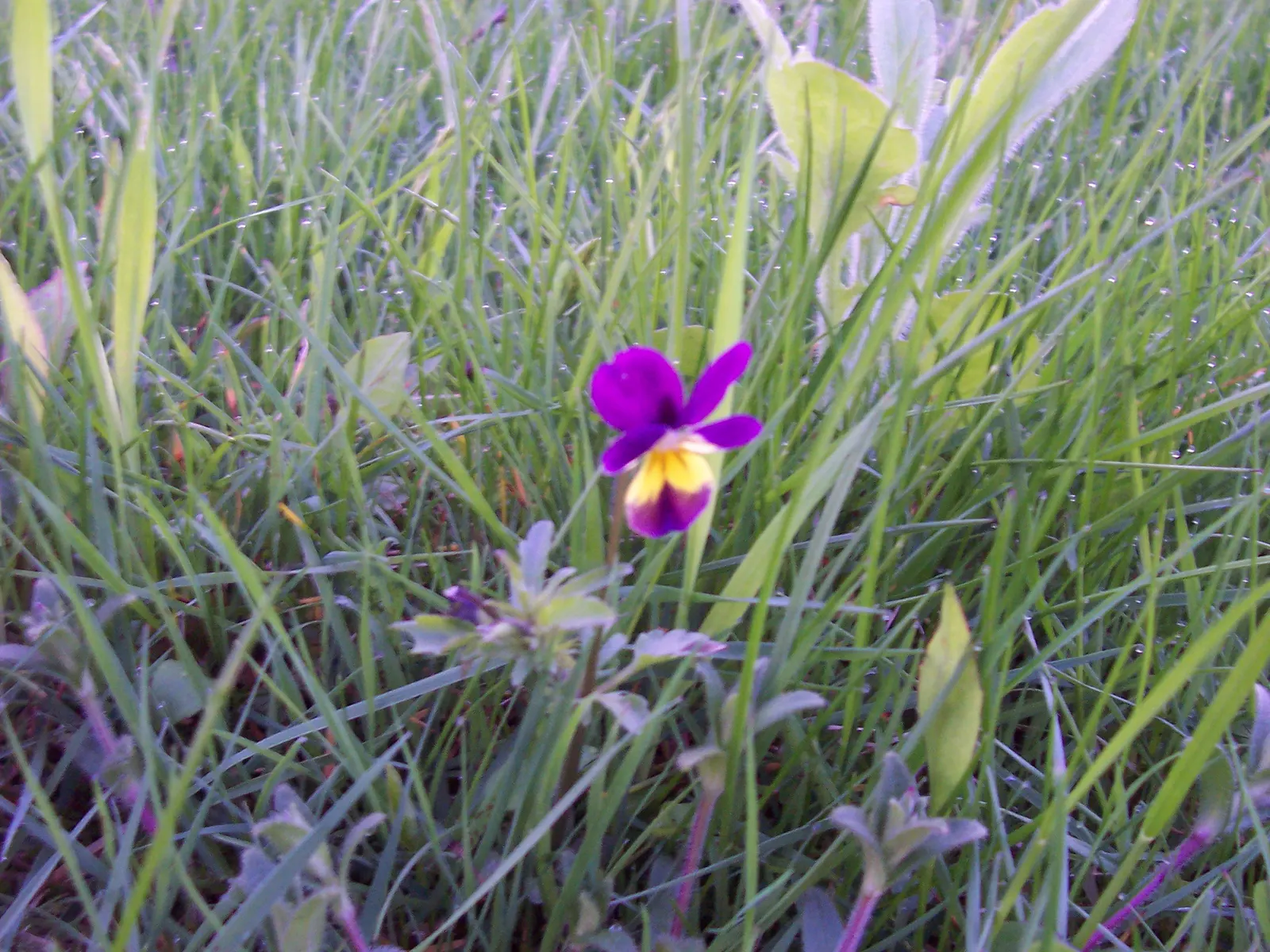 Johnny Jump Up (Viola Tricolor) — but they do enjoy a cooler environment.<br><br>For the client; johnny Jump Ups are resilient and can perform well, image 117