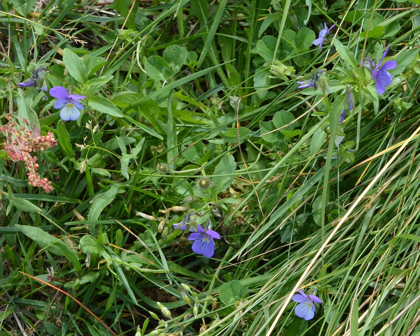 Johnny Jump Up (Viola Tricolor) — Typically, this diminutive flower reaches 4-6 inches in height and spreads 4-8 inches; the Johnny Jump Up's, image 128
