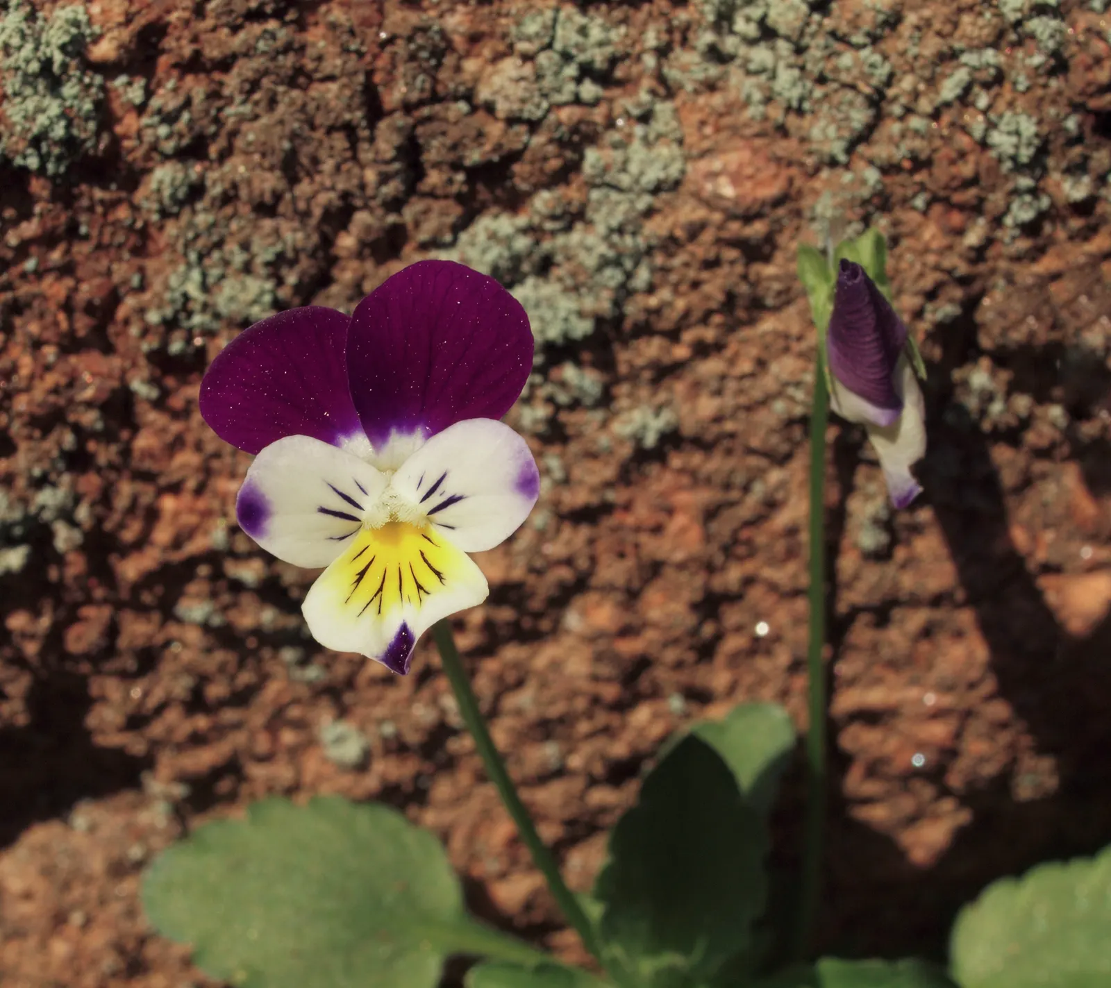 Johnny Jump Up (Viola Tricolor) — It flourishes in full to partial sun and well-drained soil