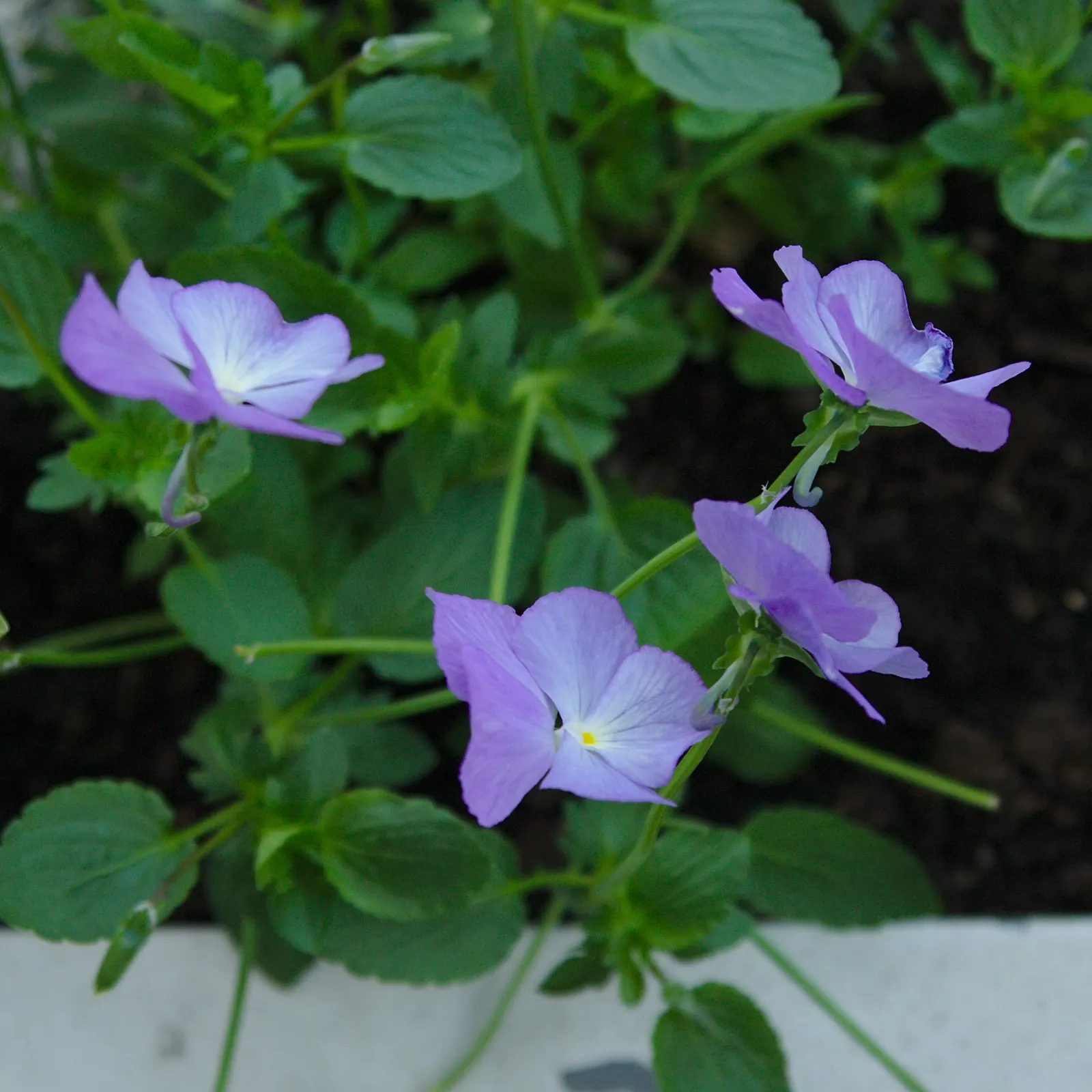 Johnny Jump Up (Viola Tricolor) — or for creating a natural; annual with multi-colored and yellow blooms