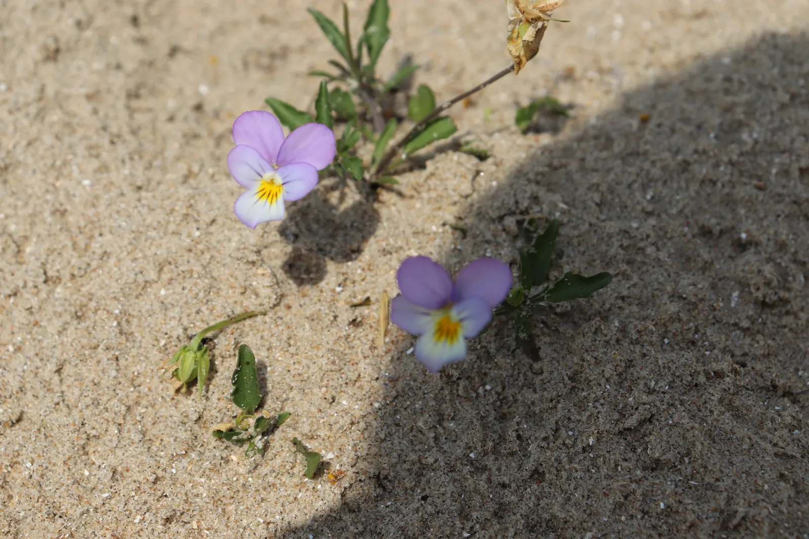 Johnny Jump Up (Viola Tricolor) — multi-colored and yellow flowers in the garden; is a delightful and hardy perennial