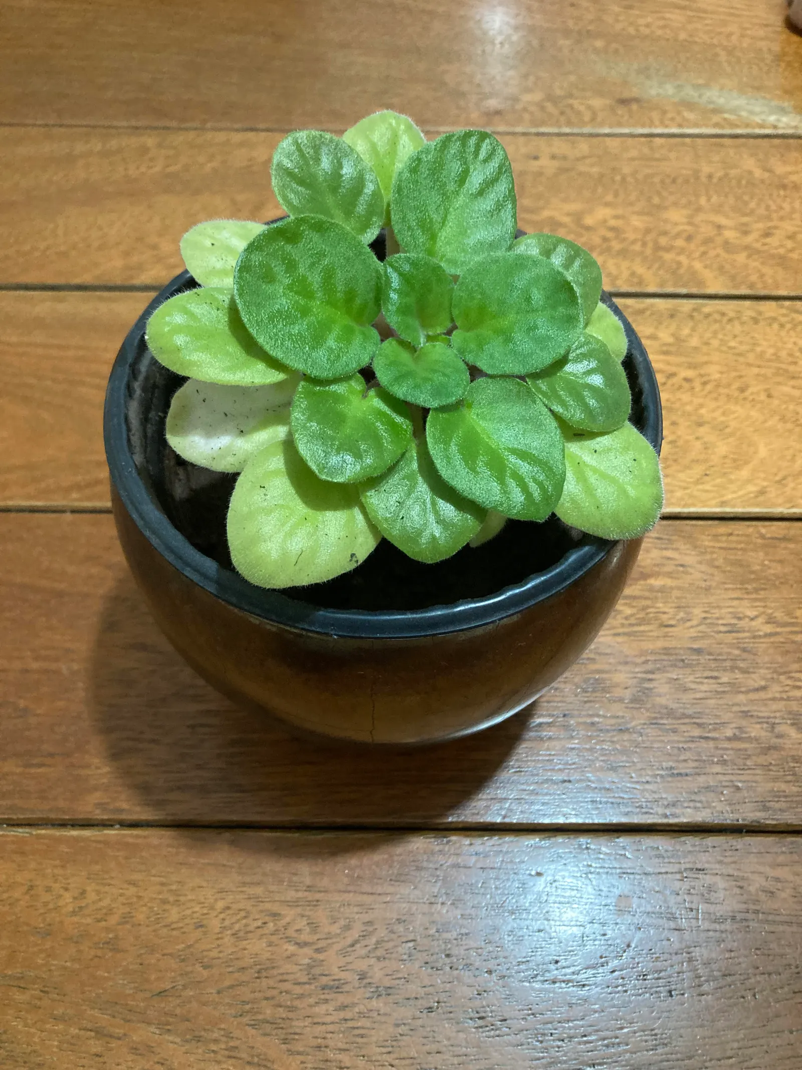 Johnny Jump Up (Viola Tricolor) — Johnny Jump Ups are resilient and can perform well in a variety of climates; tricolor blooms that typically, image 66