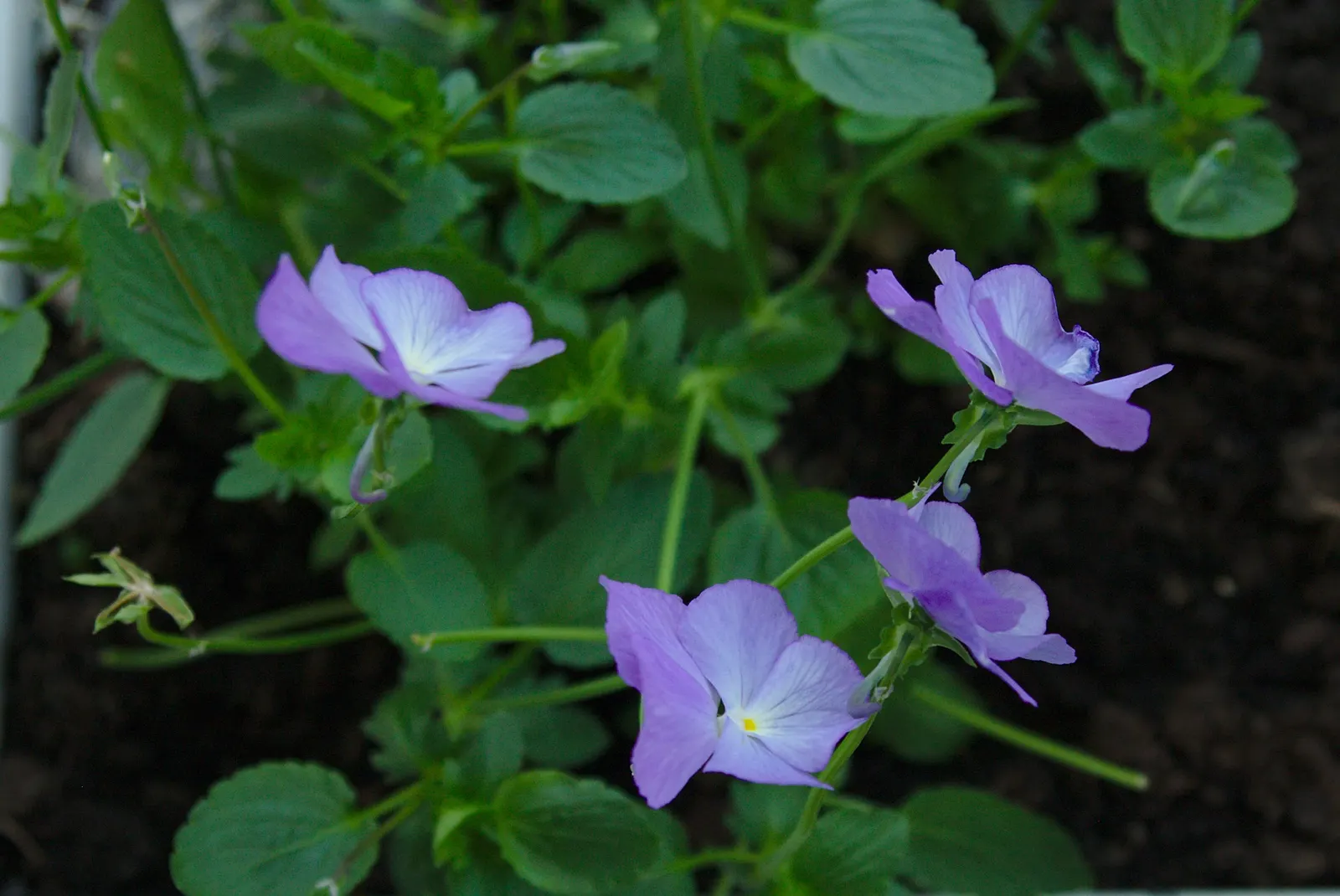 Johnny Jump Up (Viola Tricolor) — colorful appearance and low maintenance requirements make it an alluring addition to their garden; robust and, image 119