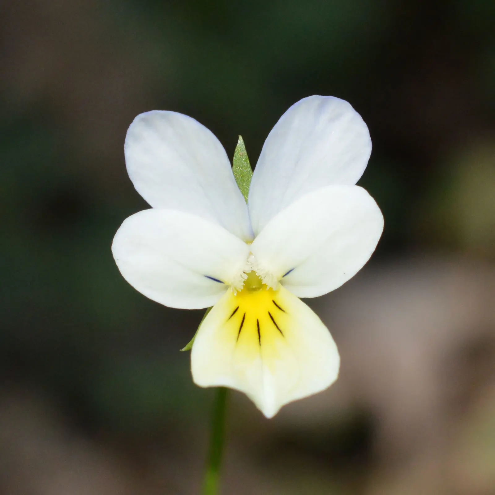 Johnny Jump Up (Viola Tricolor) — long-lasting blooms to borders and containers from spring to frost; that Viola tricolor is known to attract, image 82