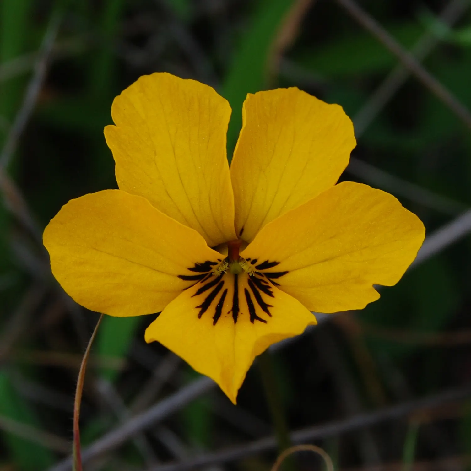Johnny Jump Up (Viola Tricolor) — annual for shade; adding an extra layer of life and movement to the outdoor space, image 150