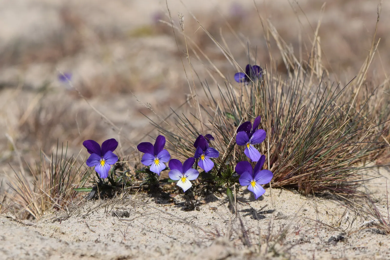 Johnny Jump Up (Viola Tricolor) — Typically, this diminutive flower reaches 4-6 inches in height and spreads 4-8 inches; the Johnny Jump Up's, image 78