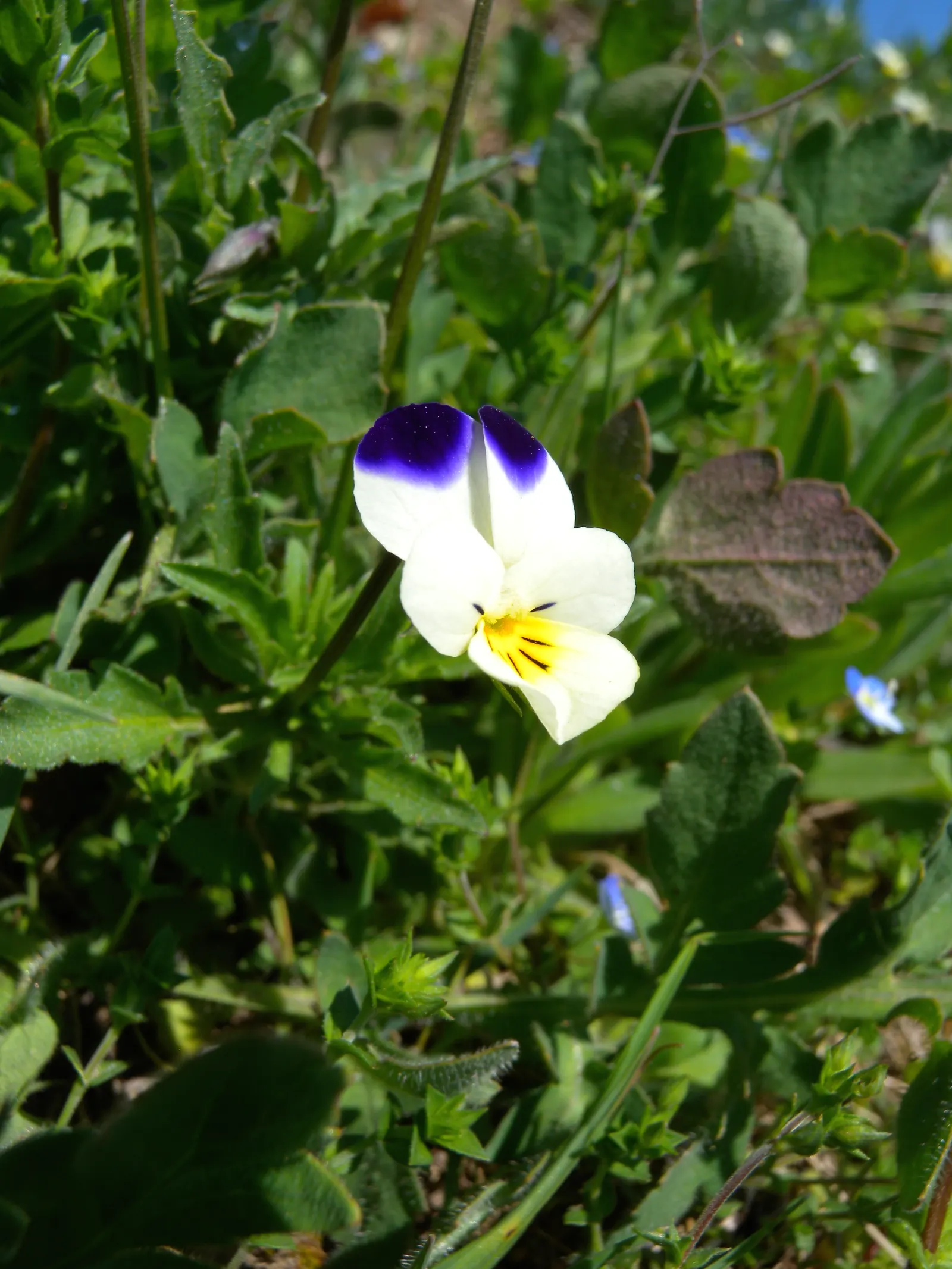 Johnny Jump Up (Viola Tricolor) — is a delightful and hardy perennial; typically, this diminutive flower reaches 4-6 inches in height and spreads, image 108