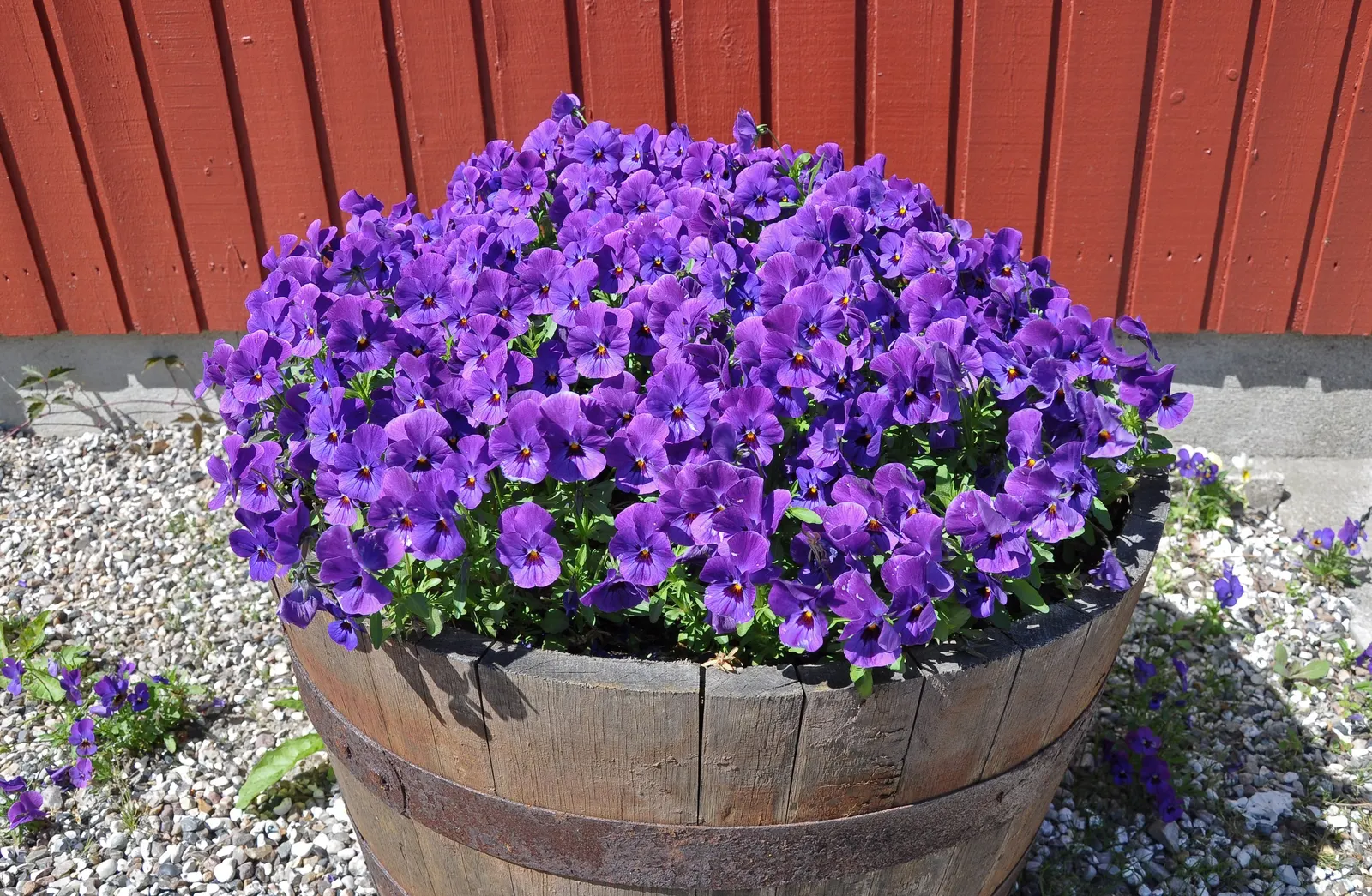 Johnny Jump Up (Viola Tricolor) — Robust and frost-tolerant