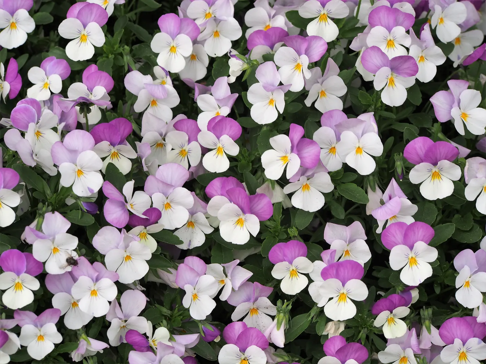 Johnny Jump Up (Viola Tricolor) — It boasts tri-colored, velvety petals in purple, yellow, and white
