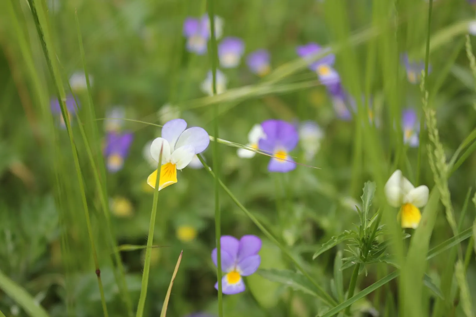 Johnny Jump Up (Viola Tricolor) — Typically, this diminutive flower reaches 4-6 inches in height and spreads 4-8 inches; the Johnny Jump Up's charming