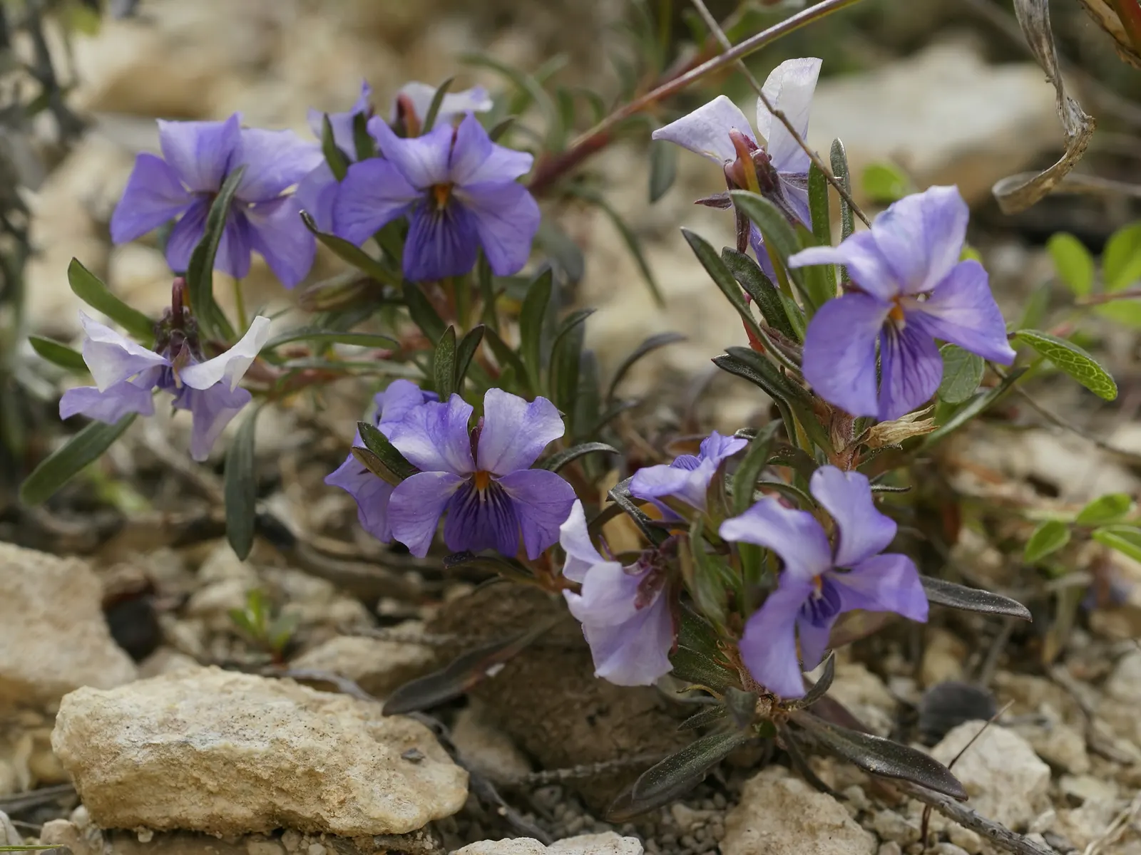 Johnny Jump Up (Viola Tricolor) — for those with a penchant for inviting wildlife into their garden; whimsical tapestry when interplanted with, image 170